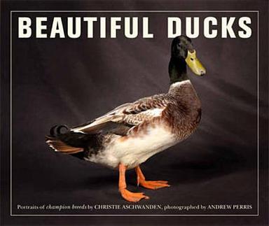 cover for Beautiful Ducks